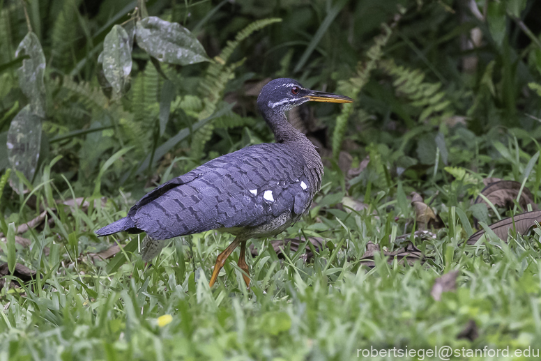 sunbittern